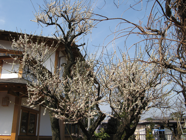 木力館の梅