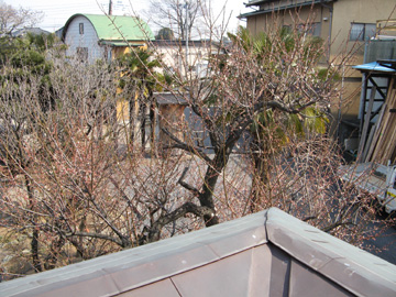 木力館の梅、開花