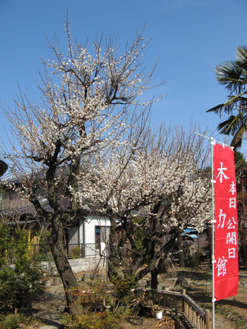 木力館の梅（続）