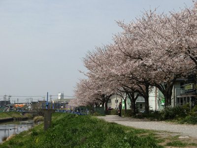 桜が満開です