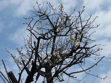 木力館の梅、開花しました