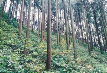 植樹祭について