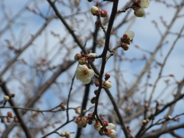 ３月１１日に想う