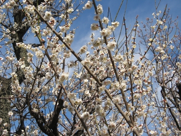 梅の花、満開