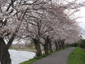 桜の季節になりました
