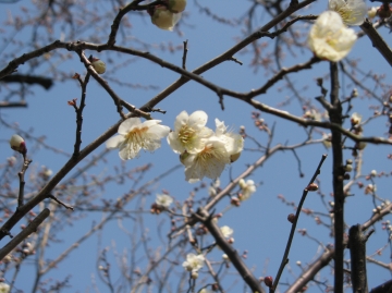 梅の花が咲きました