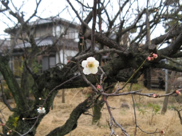 木力館脇の梅の花、開花しました