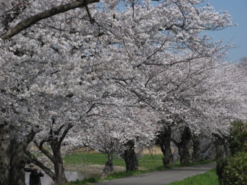 桜が見頃になりました