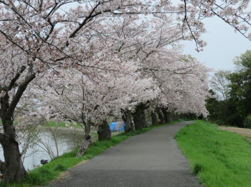 桜、満開になりました