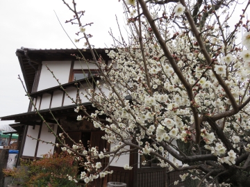 梅の花、見頃です