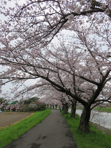桜が見頃になりました
