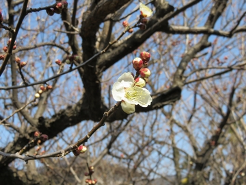 木力館脇の梅、開花しました