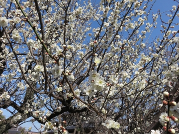 木力館（きりょくかん）脇の梅の花、見頃になりました