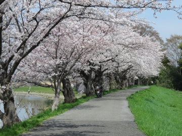 今年も桜が見頃になりました