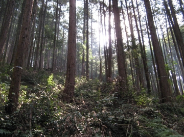 林野庁の施策について、考える