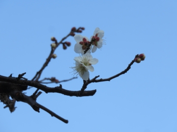 木力館脇の梅の花が開花しました。