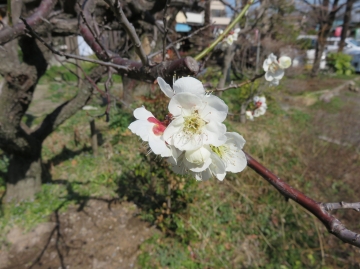 木力館（きりょくかん）脇の梅の花、見頃になりました