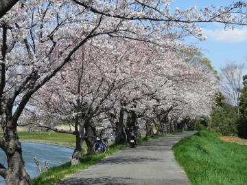 今年も桜が見頃を迎えました