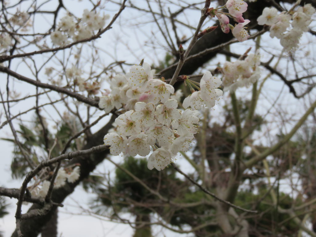 木力館脇の桜桃 さくらんぼ の木 花が見頃です 木の博物館 木力館