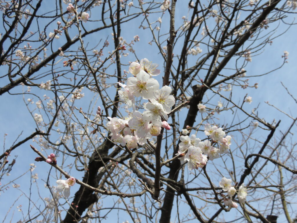 木力館脇の桜桃 さくらんぼ の木 花が見頃になりました 木の博物館 木力館